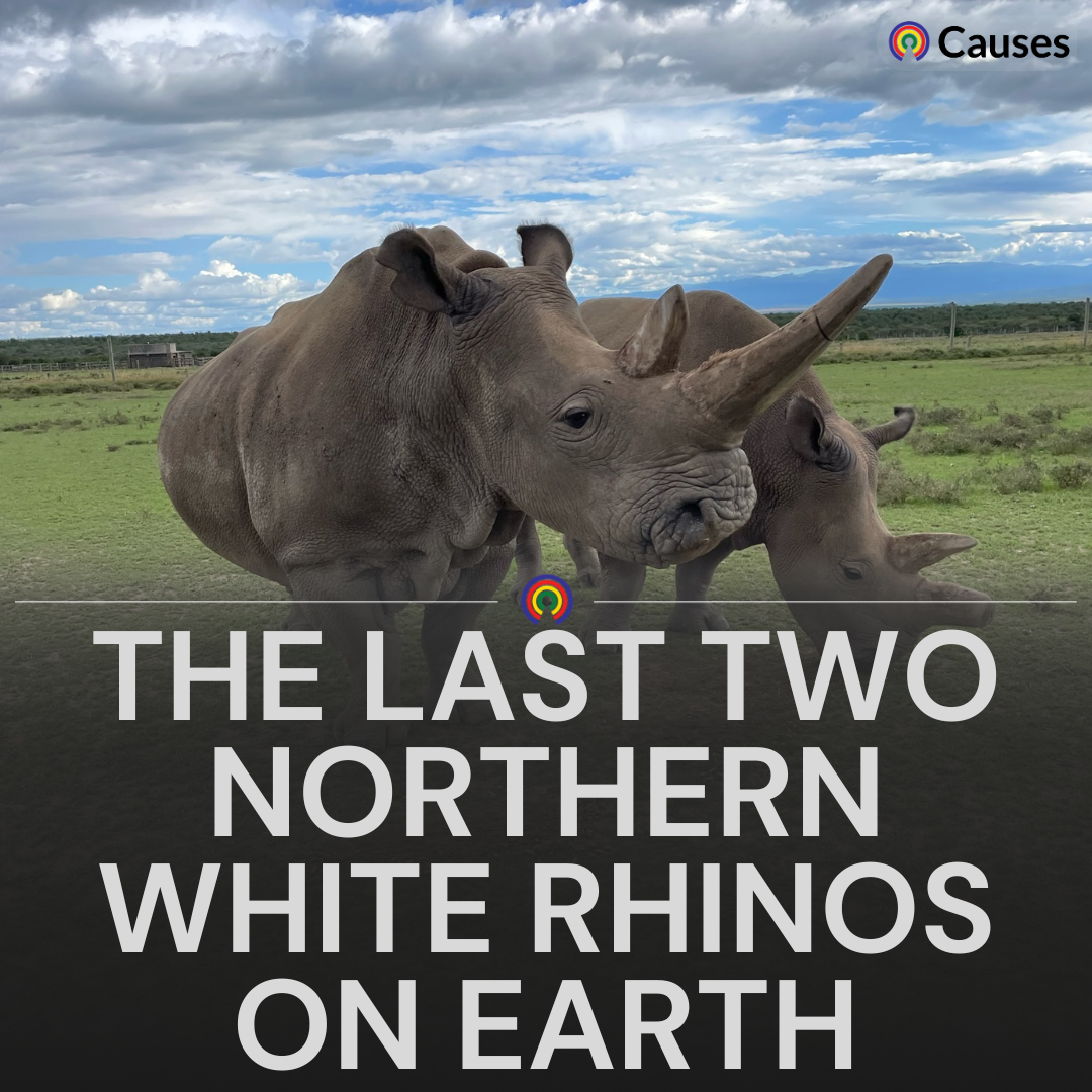 The Last Two Northern White Rhinos
