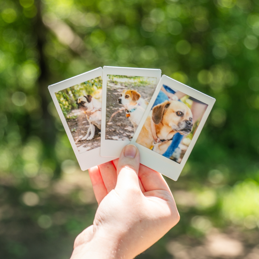 Polaroids of Dogs