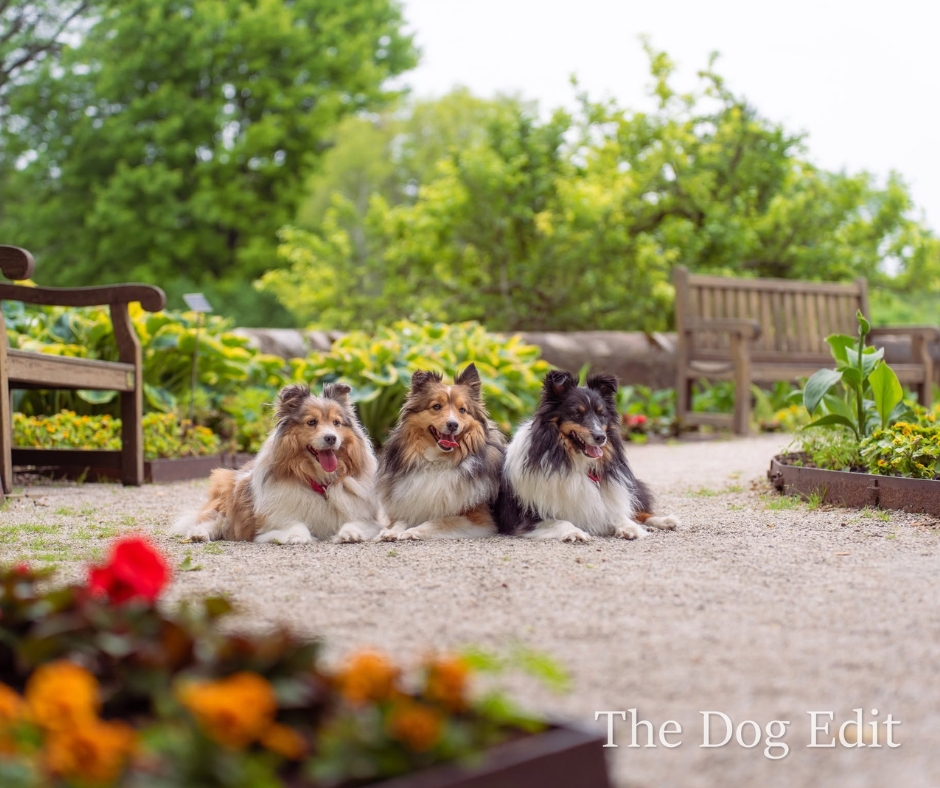 Three Dogs at Boerner Botanical Garden