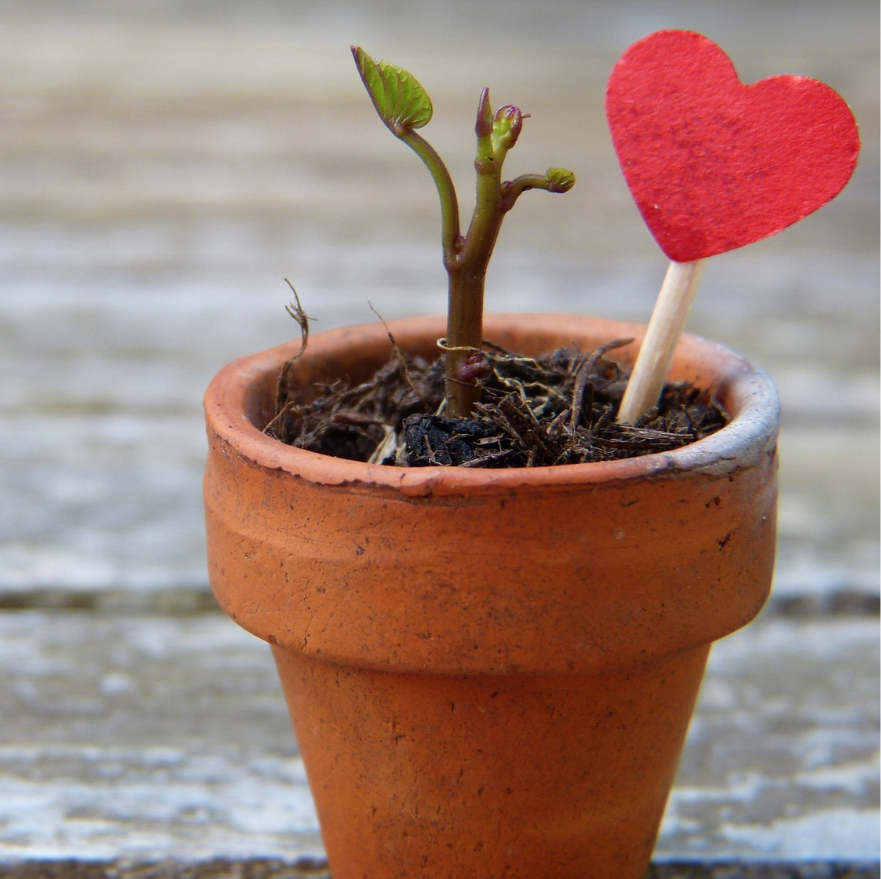 An orange pot on top of a wooden platform. Inside the pot is soil, plant growing with small leaves  sprouting and a stick with a red heart on the right side. 