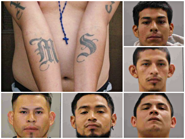 MS-13 GANG MEMBERS, RELEASED INTO U.S.