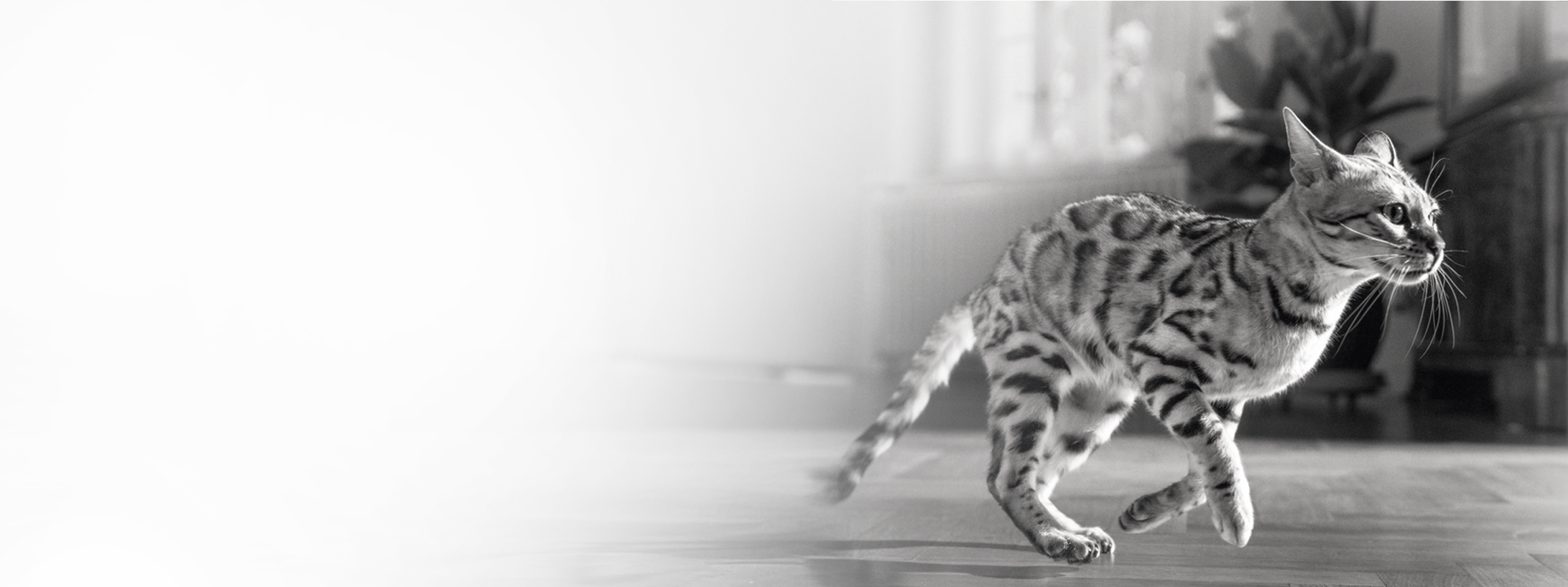 Royal Canin