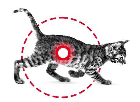 Royal Canin