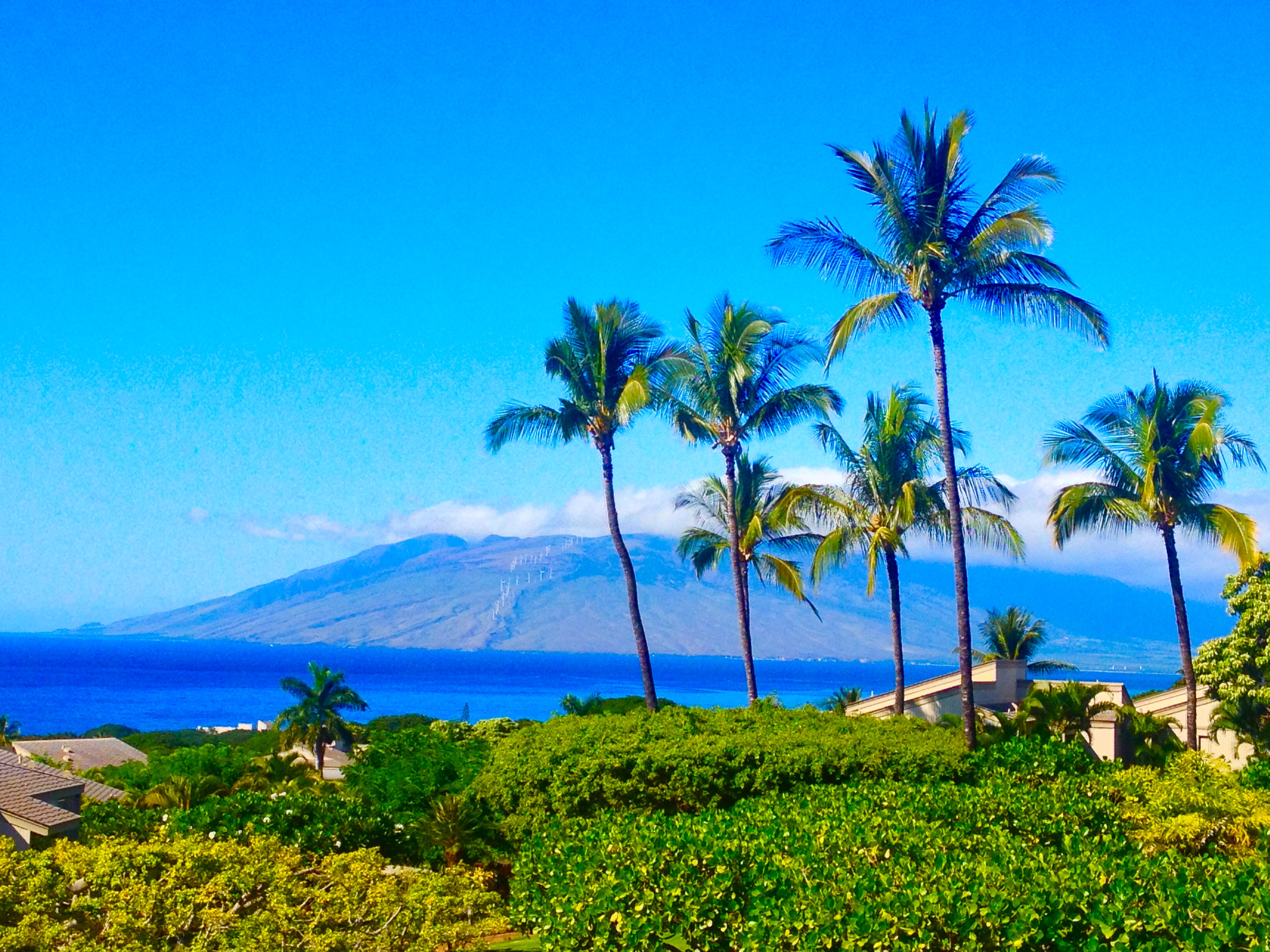 Visitors Donated Millions To Maui. Where Did It Go?