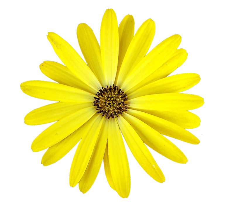 Image of a daisy