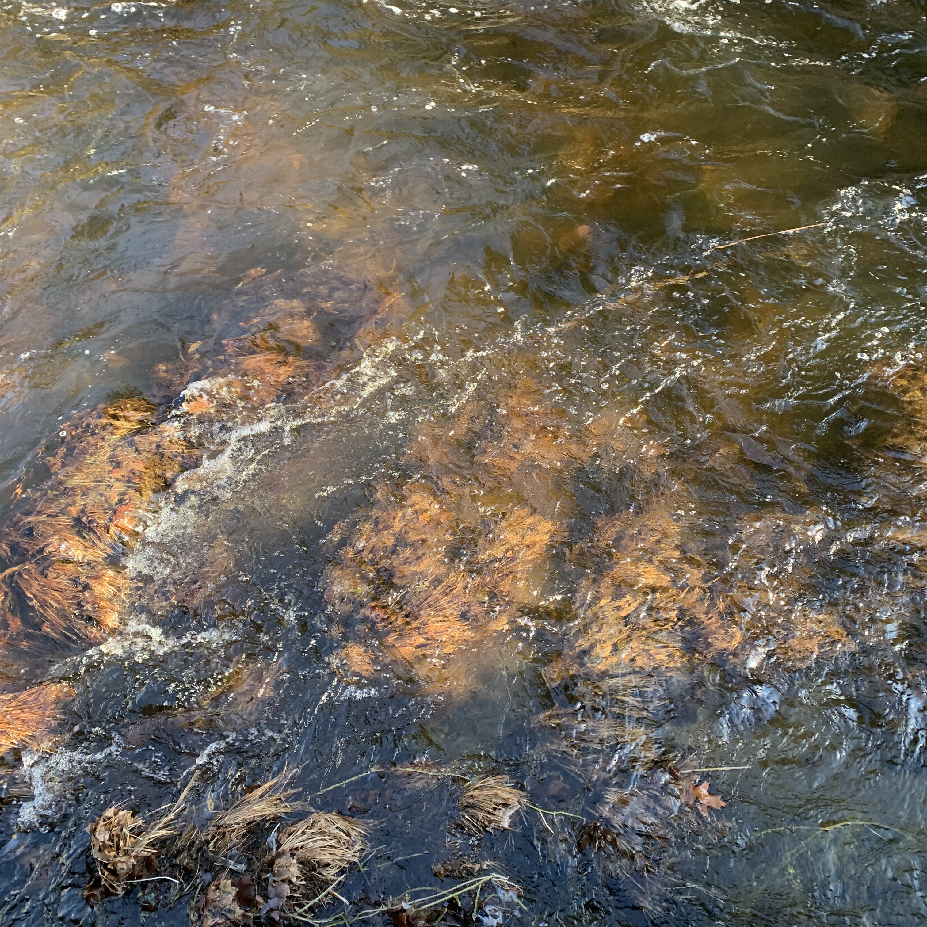 Clear shallow water flowing over orange and brown colored rocks with visible algae and aquatic vegetation.