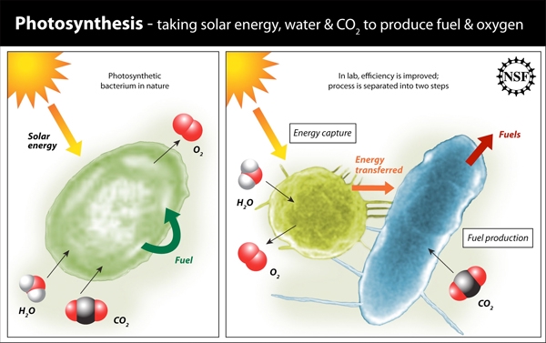 photosynthesis