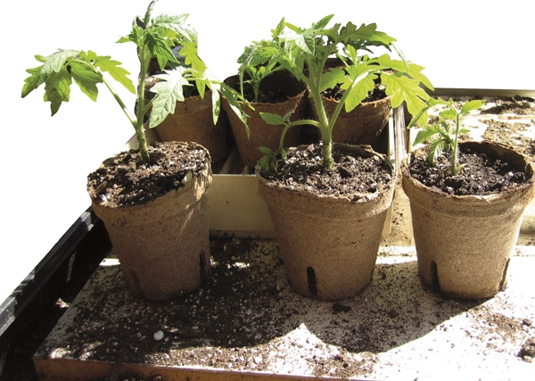 tomato transplants