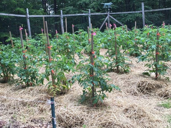Straw mulch
