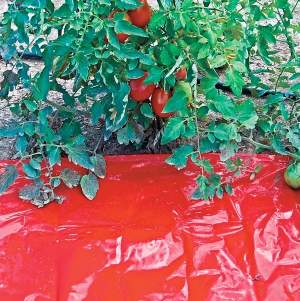 Red Plastic