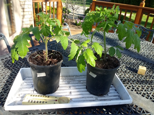 Transplants