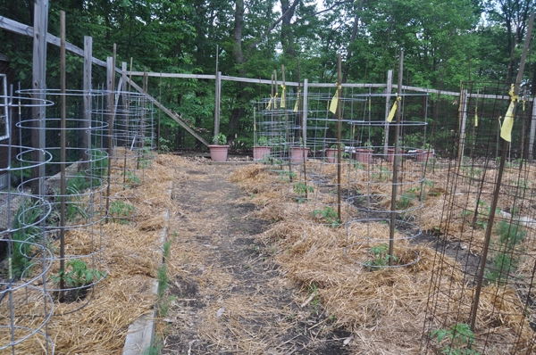 Mulching with straw