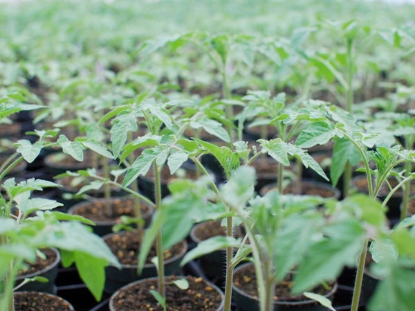 tomato seedlings