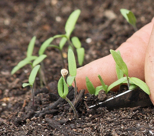 Tomato seedlings