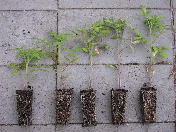Tomato transplants
