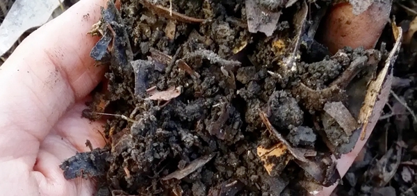 Composted leaves