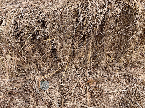 Salt marsh hay