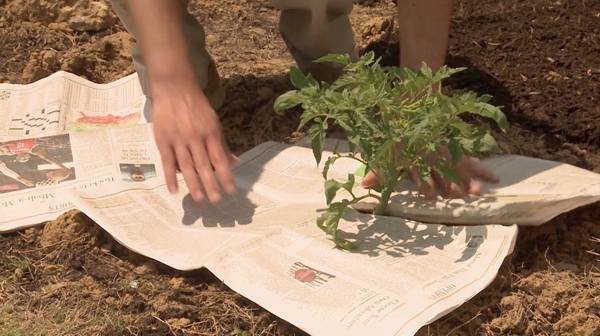 Newspaper mulch