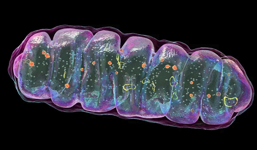 An elongated oblong mitochondrion with a purple outer membrane encases various floating shapes. Squiggly yellow loops represent mitochondrial DNA.
