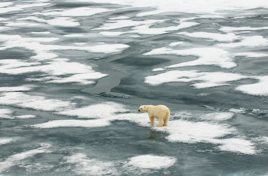 A polar bear stands on a melty-looking patch of ice
