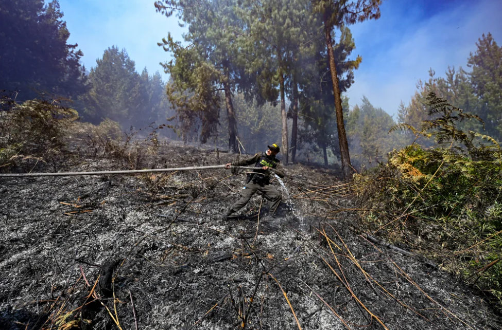 Police officer pulls a water hose in a burning forest