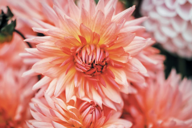 close-up photo of a pink dahlia bloom, amidst a few other blooms in background