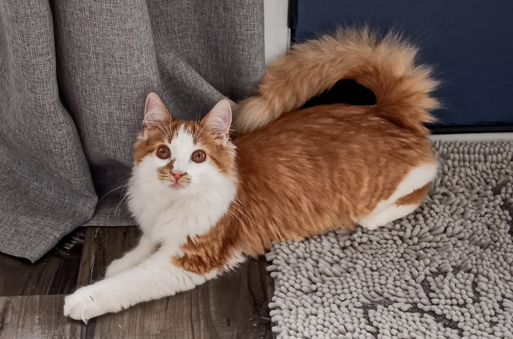 A handsome orange and white cat longhaired cat sitting on his belly, with his puffy tailed curved up toward his head