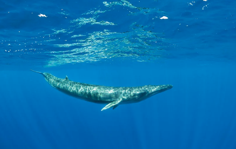 A Bryde's whale swims below the blue surface of water.