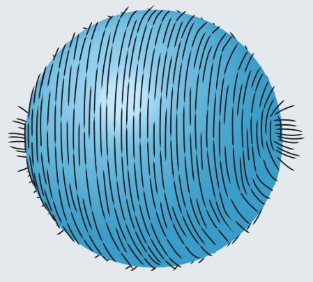 A blue sphere covered with small hairs combed up and down on the sphere. The left and right sides have two tufts of hairs poking out.