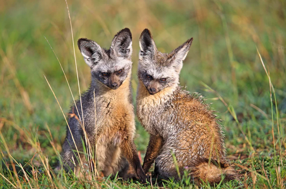 A pair of bat-eared foxes