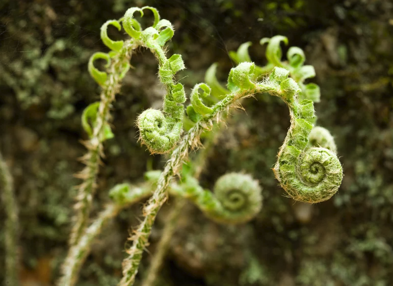 Photograph of a Christmas fern. Its tips are curling back on itself and it's covered with curly leaves.