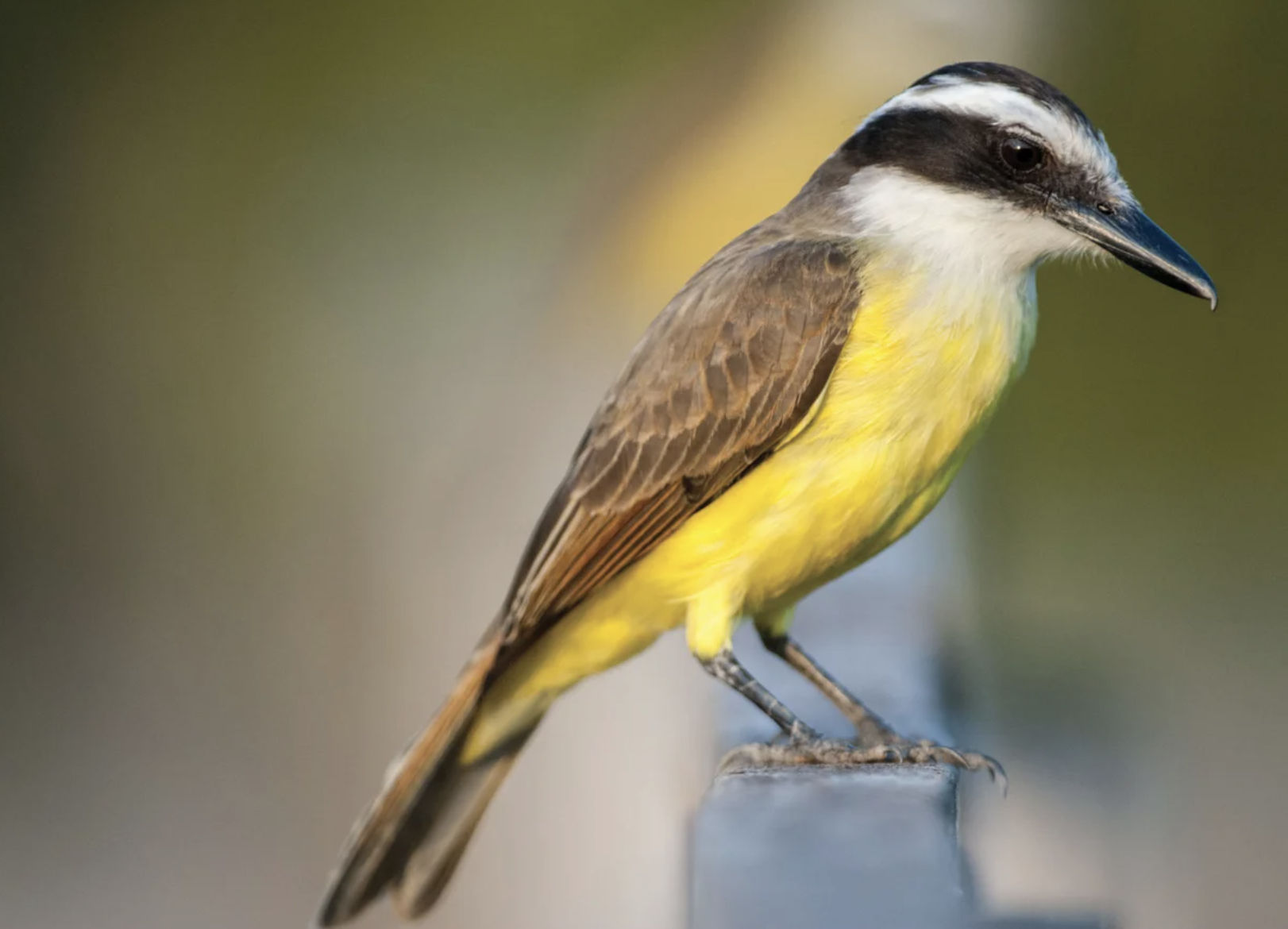 A Great Kiskadee perches on a railing