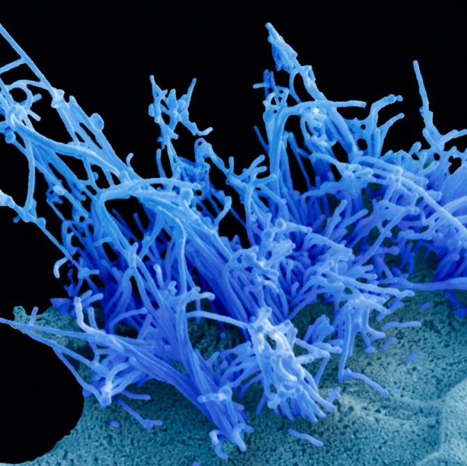 Blue-tinted photo of rod-like filaments of avian influenza virus attached to exterior edge of a human cell