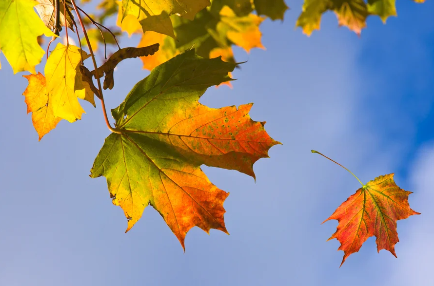 A leaf turning from green to brown