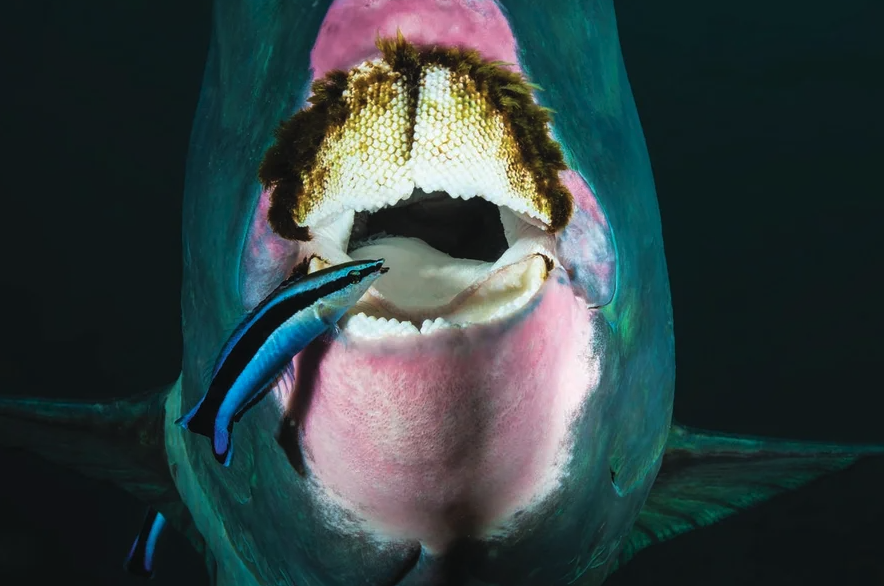 Photograph of a blue cleaner wrasse in front of the mouth of a much bigger turquoise parrotfish