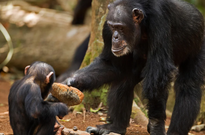 adult chimpanzee showing a palm oil nut, and how to crack it, to small chimp, the adult's grandchild