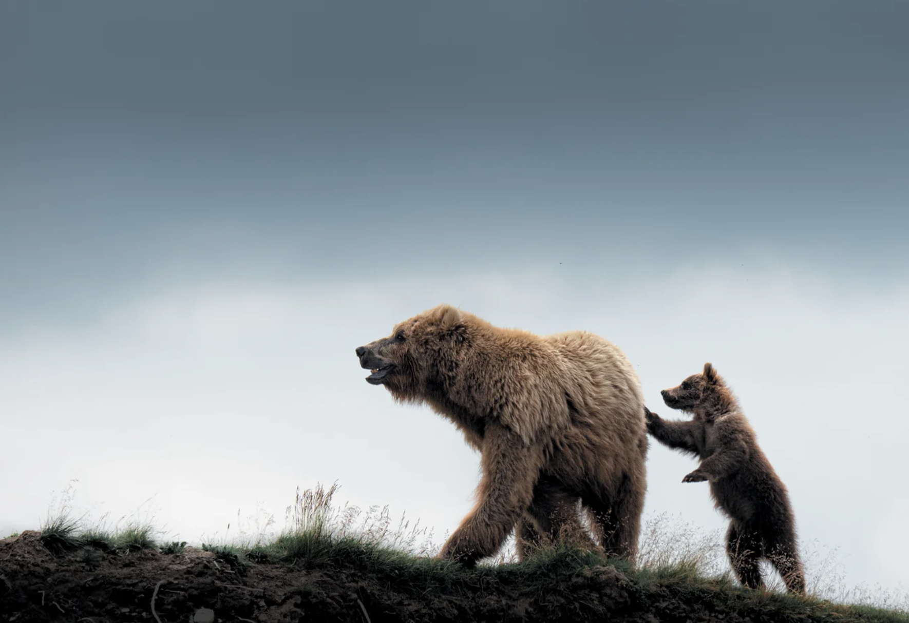 A mother grizzly and her cub