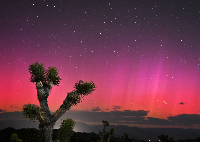 Photograph of a pink, magenta and orange aurora over a landscape of cacti.