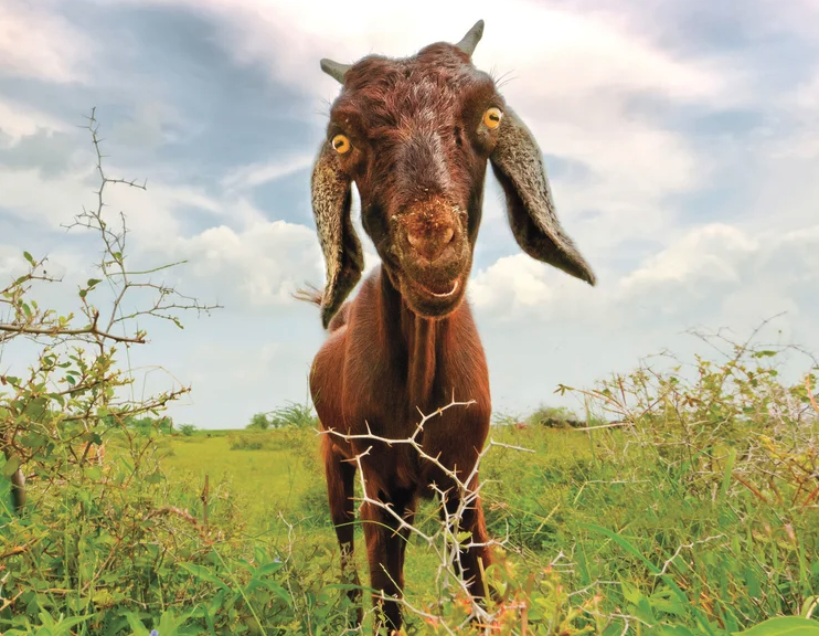 A goat stares intensely into the camera