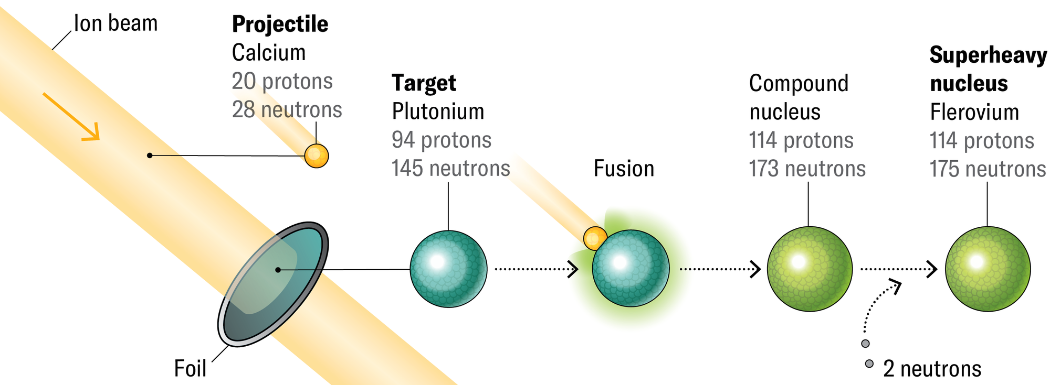 Schematic of creating a superheavy atom