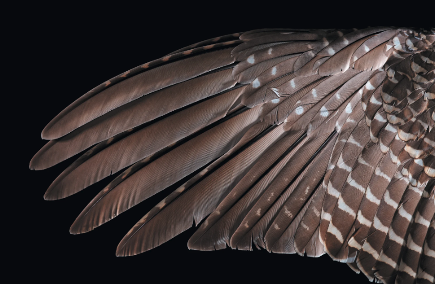 Image of splayed grouse feathers