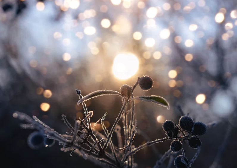 Photograph of sunlight shining through ice-coated tree branches.