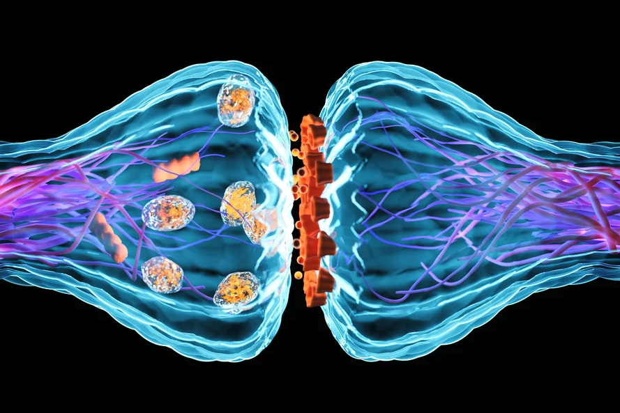Artist concept of a synapse between two turquoise neurons