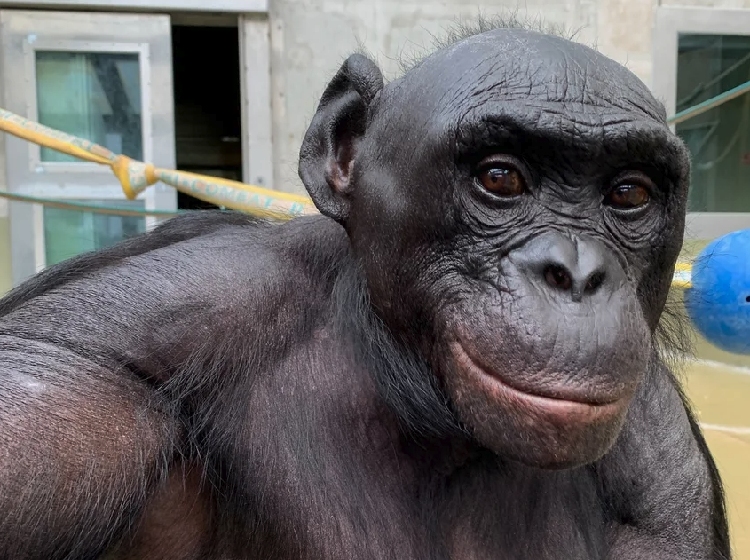 Kanzi the bonobo staring at the camera.