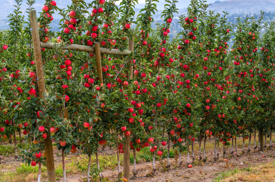 A row of grafted apple trees, loaded with red apples