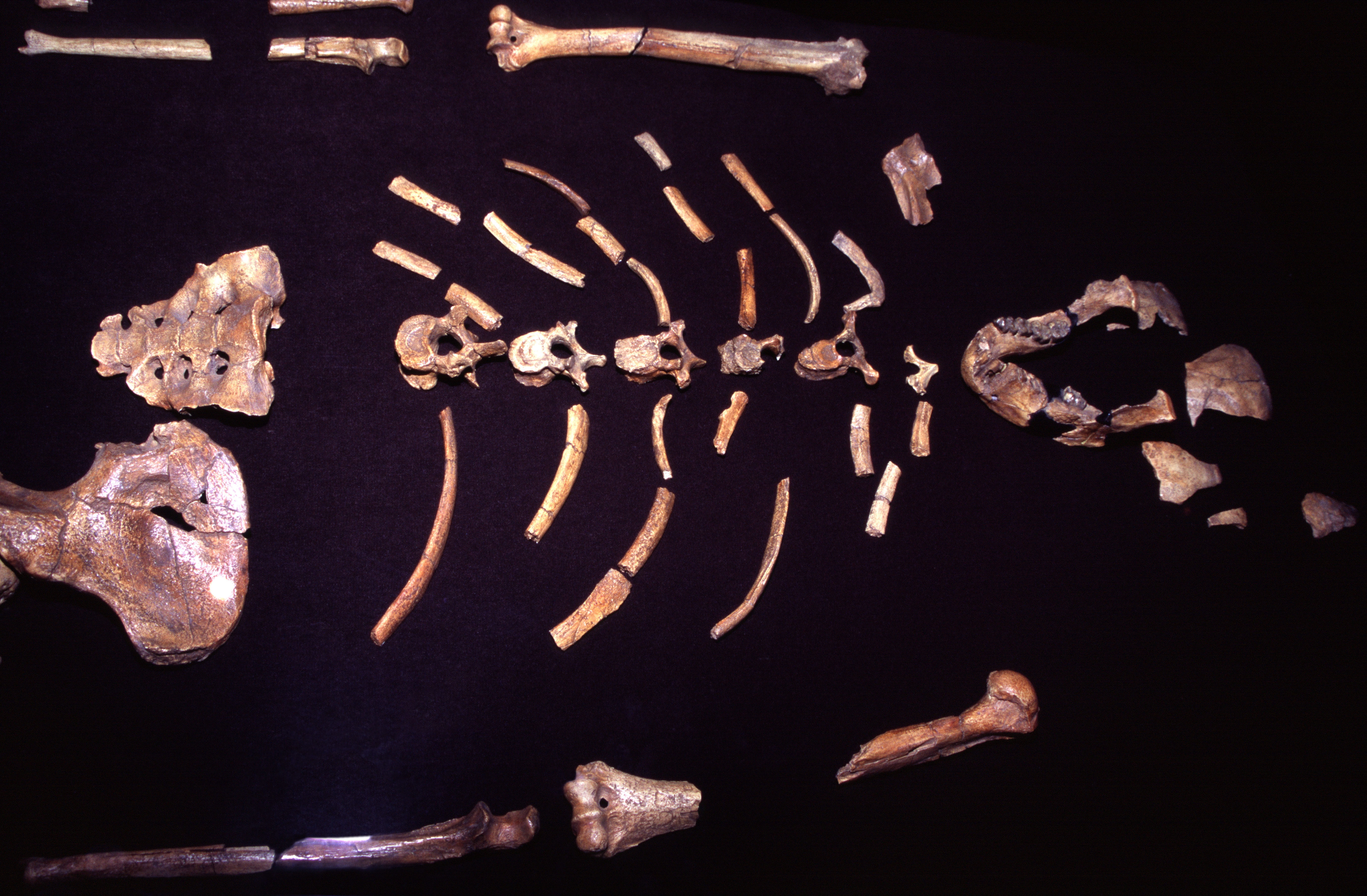 Lucy's fossils laid out
