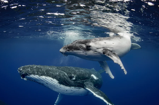 a photo of two humpback whales, an adult and a smaller light-gray one, swim underwater in a blue sea, just below the ocean surface.