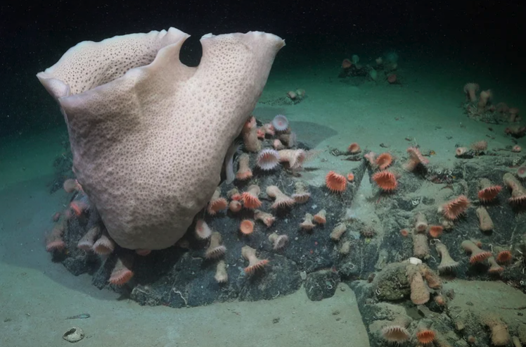 Large ivory-colored sponge surrounded by smaller pastel-colored anemones