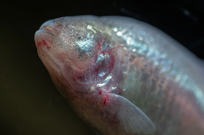 Close-up photo of blind cave tetra fish with a protuberance, a taste bud, on its head above the mouth, near eye level