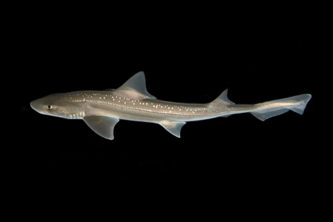Undersea photo of a rig shark, a small gray-brown colored species of shark with white speckles along its dorsal region